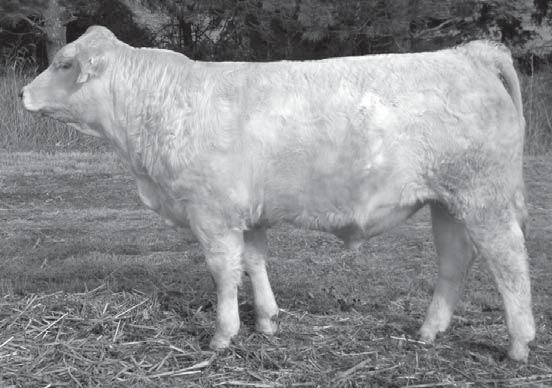 Just look at this photo, it is all there. This is a stout bull whose dam has also been a standout. She has weaned fi ve previous progeny with an average weaning weight ratio of 108.