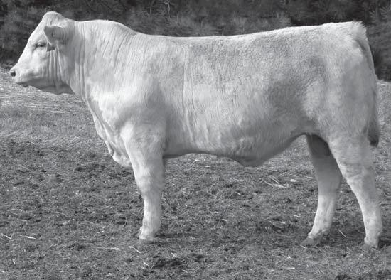 Reference Sire B Schurrtop HCR Rancher MARCH 2, 1998 POLLED M479774 BCR Polled Unlimited 003 LT Unlimited Ease 9108 PP Miss Shandy 214 R194 M441372 Schurrtop 8423 P WCR Sir Duke 783 Schurrtop 6247
