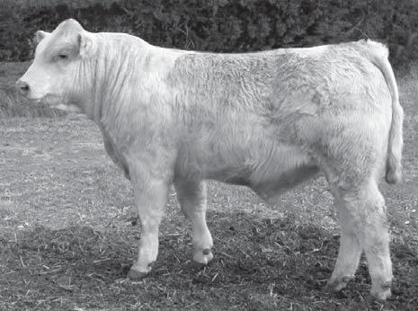 The 3472 progeny were well documented in that herd for over-the-top performance and carcass genetics. One full sister to the dam of these embryos sold for $9,000 in their dispersal sale.