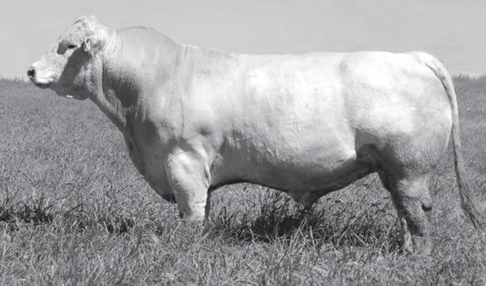 Sons of HCR Success 6073 Reference Sire C Success was the high-selling bull of the 2007 Hubert Bull Sale when one-half interest sold for $13,000 to MBS Charolais in Missouri and to ABS Global.