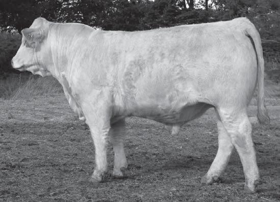 Reference Sire C HCR Success 6073 Pld FEBRUARY 23, 2006 POLLED M727002 LT Unlimited Ease 9108 Schurrtop HCR Rancher M479774 Schurrtop 8423 P Schurrtop ML 6056 1184 P Schurrtop-DC Intimidator LHD Ms