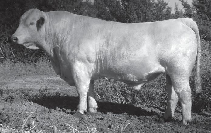 Dam of Denali Reference Sire D Denali was our choice of the Riverdale Land & Livestock ET calves in Missouri. This sire is another outcross we have used with great success.