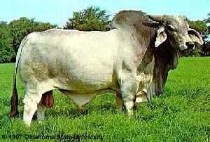 Bos indicus Brahman Origin: India American Brahman cross of three Indian breeds Red and gray with black skin Horned Heat