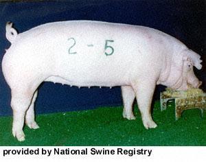 Swine Breeds Chester White Origin: United States