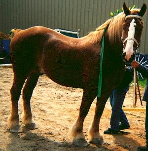 Belgian Draft Horse Breeds Origin: Belgium