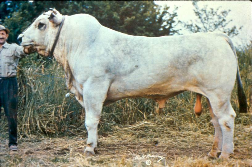 Largest breed Late maturing, fast growing