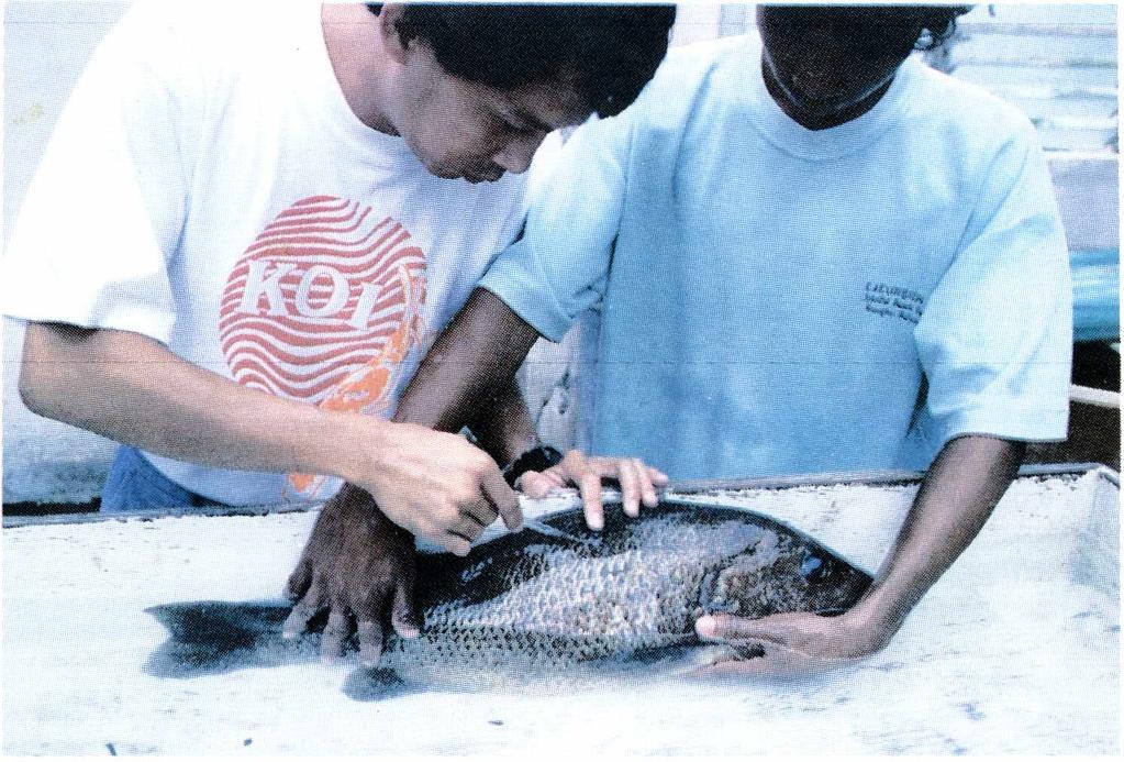 Previous larval rearing attempts Early attempts to rear larval red snapper to metamorphosis had limited success with survival rates ranging from zero to 43.4% on days 15 or 21.