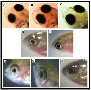 2 and morphological changes in shape and mouth opening size of climbing perch larvae can be seen in Fig. 3.