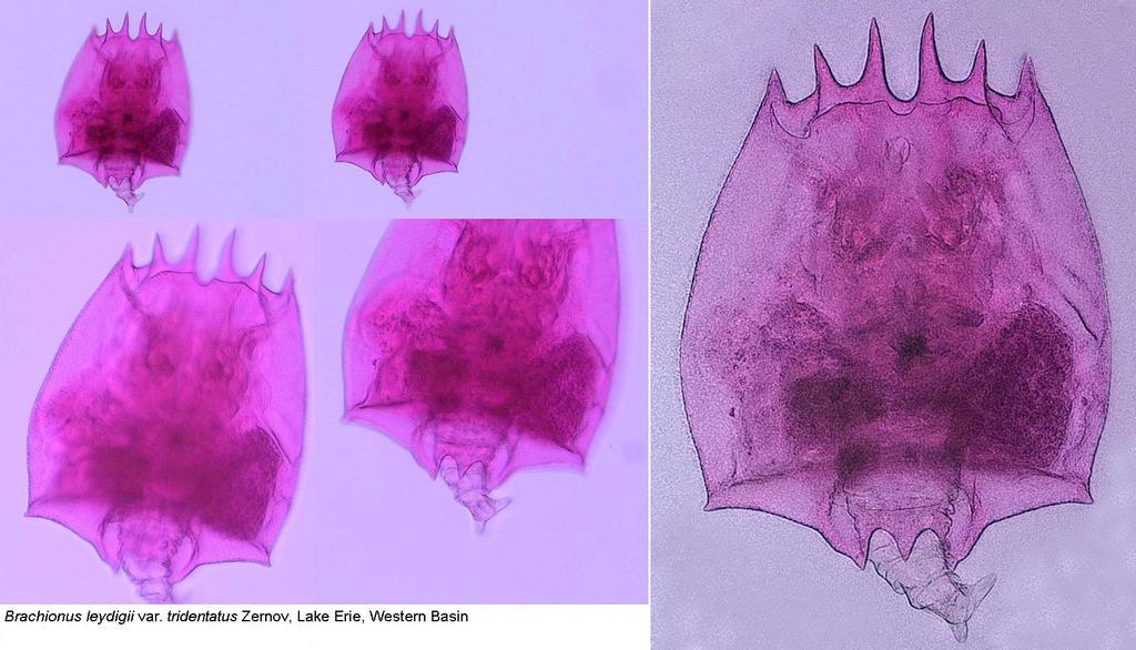 Non-Native Rotifer Brachionus leydigii Detected in Lake Erie s Western Basin Connolly, J.K.¹, Watkins, J.M.¹, Marshall, C.C. ¹,Warren, G.