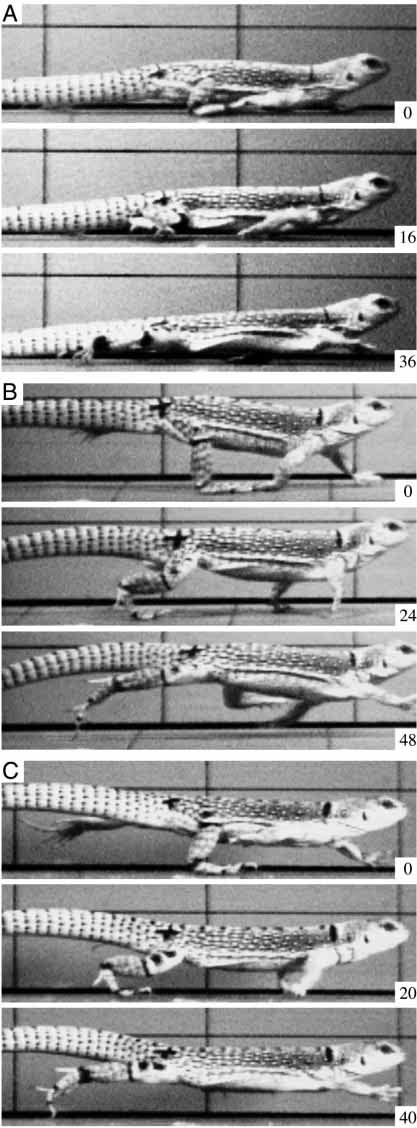 Hindlimb kinematics of lizards on inclines 145 three inclines as required for a balanced experimental design. We chose four lizards with very similar size, as indicated by the following mean ± S.E.M.