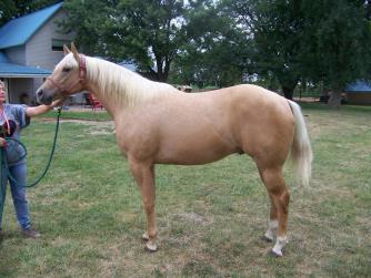 10 LITTLE SURFER DUDE 2015 AQHA PHBA PALOMINO GELDING There is no limit to the possibilities with this colt. His sire is an AQHA World Champion and Congress Champion and has sired the same.