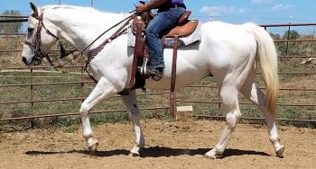 Come check him out in the Preview at 9:30 am DEAN WINCHESTER 12 YR GRADE PAINT GREY & WHITE GELD- ING Ranch/roping horse. Very well trained and handy. Opens gates, side-passes, pony's other horses.