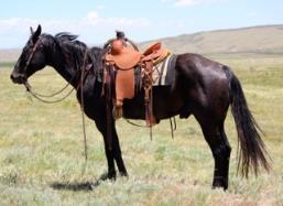 8 TRIR DOC BLUE JASPER 2009 AQHA BLUE ROAN GELDING Super nice, gentle, friendly ranch gelding. This horse has a lot of look. Pulls strong from the horn. Works really nice at brandings.