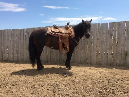 Previous owners rode her English and used her for jumping. Ties solid, loads good, and good with her feet.