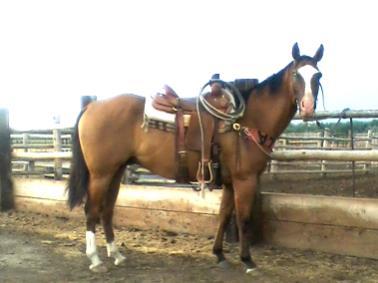 1 Hands and 1250lbs Jett is a full made kind of gelding. Used for every aspect of ranch work, he has a superb handle and is loaded with athletic ability.