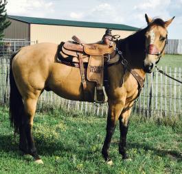 9 MICKEY'S HOT SPLASH 2002 AQHA BUCKSKIN GELDING Jackpot ready head horse. This fella has been a practice horse as well as rode lots of miles outside. He scores well and leaves the box flat.