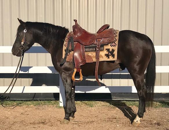 CHEX OUT THIS COAST 5619089 Black QH Gelding 14 The Great White Hope West Coasts Kitty Nu Chex To Cash West Coast Whiz This is a really nice gelding that has had
