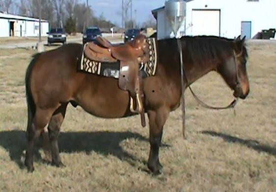 TEDDY BEAR Bay Grade Gelding 08 This super broke gentle gelding stands almost 15 hands tall and has lots of muscle.