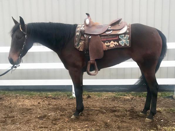 MERCEDES LADY SL 5511934 Bay QH Mare 12 Cromed Out Mercedes Chics Lady Kiper Custom Crome Smart Chic Olena A finished reiner with an AQHA show record a great pedigree and is broke for