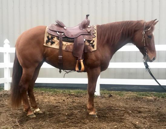 THEORYOFWIMPATIVITY 5275973 Red Dun QH Mare 10 Great Resolve Smart Wimpy Lena Great Red Pine Wimpys Little Step This is a rare opportunity to find a quality mare like this at auction.