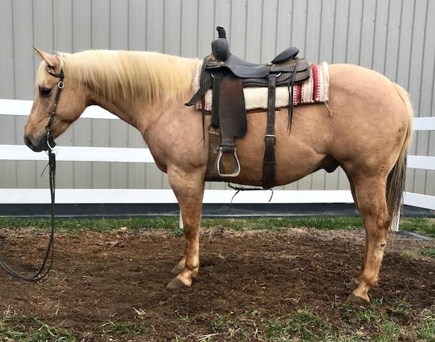 TORIJACS WATERLOO Palomino QH Gelding 10 Torijac Kid HR Miss Bunny Chex Brennas Kid Star Chex Badger Here is pretty headed, big hipped and that great palomino color so if that is you taste this is