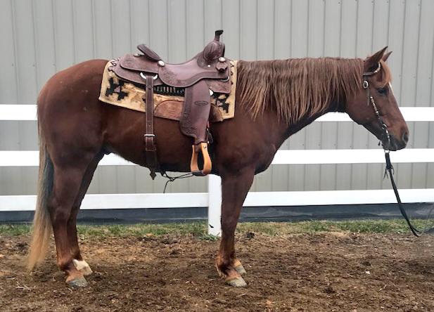 TWR DALLAS ROMANCE 100497 Sorrel Solid Paint Gelding 09 Color Me Smart Fancy Blue Romance Here is a fun to ride gentle broke show horse that is a trained cowhorse and reiner.