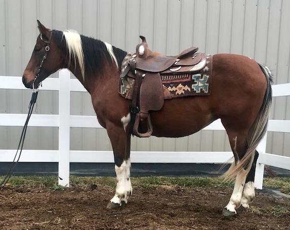 He is a great ranch, pleasure horse and, has as good a pedigree as you can put on paper. This is one that you can buy him or beat him. Watch him ride!