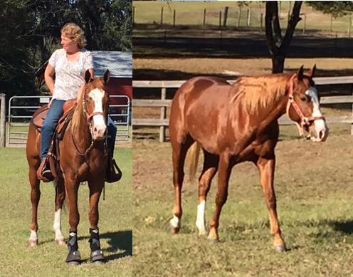 HEZA LOADED DIAMOND 10609 90 Sorrel Paint Gelding 14 This registered gelding has her NRHA License and a better pedigree you could not write!