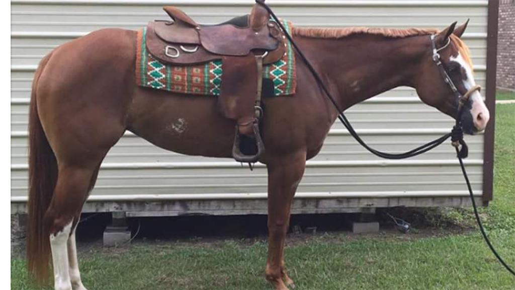 TRASHS SHINEY CHEX 5479838 Bay QH Gelding 12 Shiners Trashy Jac Seniors Chex Shiners Ace Olena Chex A really nice athletic, intelligent gelding.