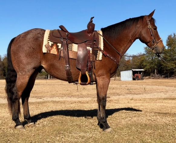 LEOS BEST WATCH 5165721 Bay QH Gelding 08 Gabbys Watch Leos Best Question Caballero Mujer Royal Kings Flash This cute roan gelding has been on lots of trail rides, and stands on the picket line all