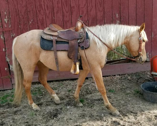 PRCC MISTY DEE Palomino QH Mare 14 Tuffys Red One Grant Good Dancer Tuffy Ike Good Misty is a gorgeous sound palomino filly that I raised from a baby.