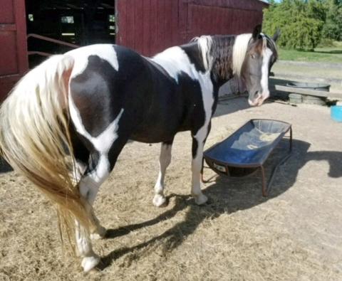 TOP DAWG S HERO Black Paint TWH Gelding 05 Chief is a big 16 hands tall and a double registered gelding that looks like a crossbred. He is gentle for anyone.