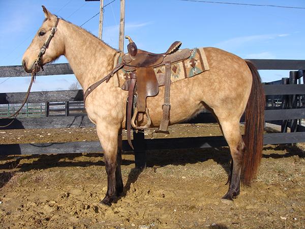 DOCS SMART DOLLY 5193541 Buckskin QH Mare 07 Dolly has been used to work cattle and trail ride. She has speed and is very broke and responsive and cow bred.