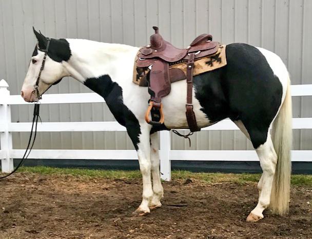 She has had pleasure training, been trail ridden and has been shot off of and will be gentle and easy to ride. She is pretty headed, has a big hip, and is a nice mover.