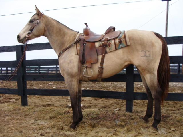 STARBERTS STARLIGHT 5763378 Sorrel QG Mare 16 Starlights Sonny Starbert Roy Laurel Grays Starlight Starbert Star Roy This is a sweet filly who s sire has a LTE of over $10,000; qualified for the 2016