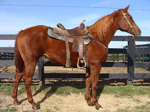 SUSAN S PET OKY 4608277 Sorrel QH Mare 04 An AQHA granddaughter of Colonel Freckles plus Zan Parr Bar on her papers.
