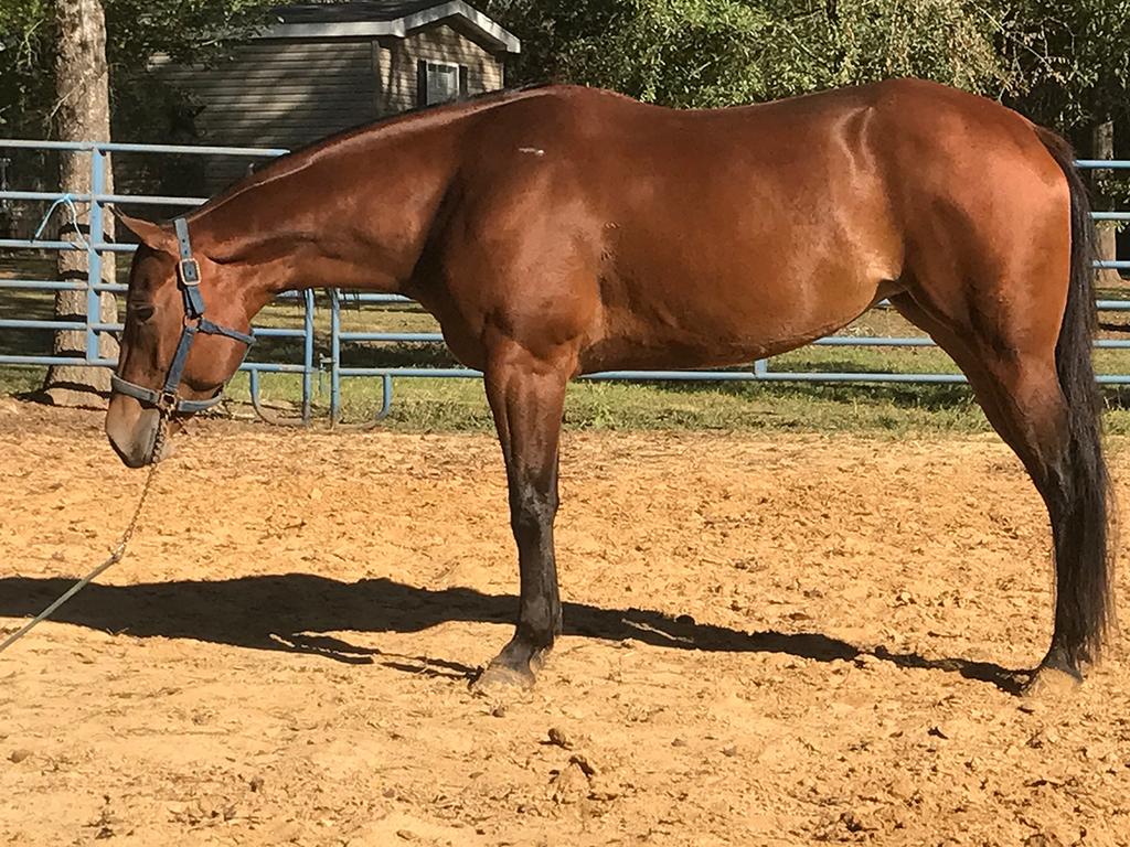 A LAZY SASHAY 5429818 Chestnut QH Mare 11 No Doubt Im Lazy Shifty Zip Lazy Loper Shifty Two Eyes This mare is by the great horse No Doubt Im Lazy, but she is fancy enough to make her own name.