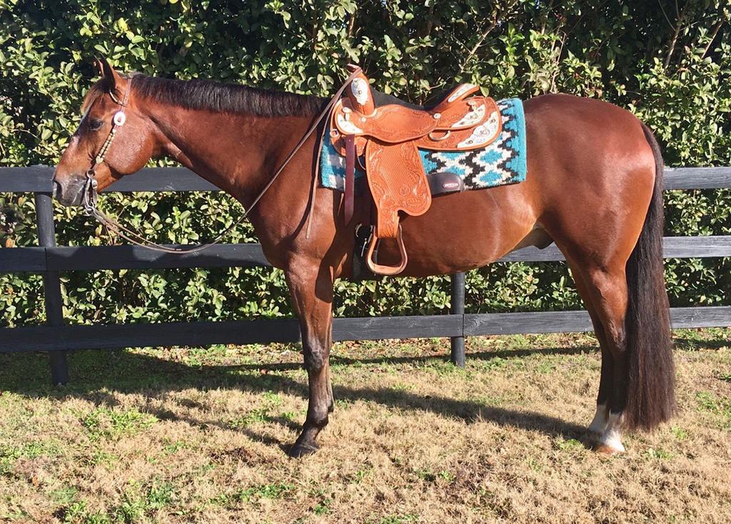 ITS FINDERS KEEPER 5582282 Bay QH Mare 13 Keeping It Good Check Me Hot A Good Machine Hotta Rodder A fancy mare with as a great front leg as you could want.