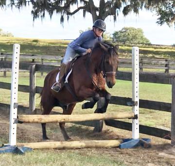 TEDDY BEAR Bay Grade Gelding 03 A 14 hand super sturdy little guy with quite a resume!