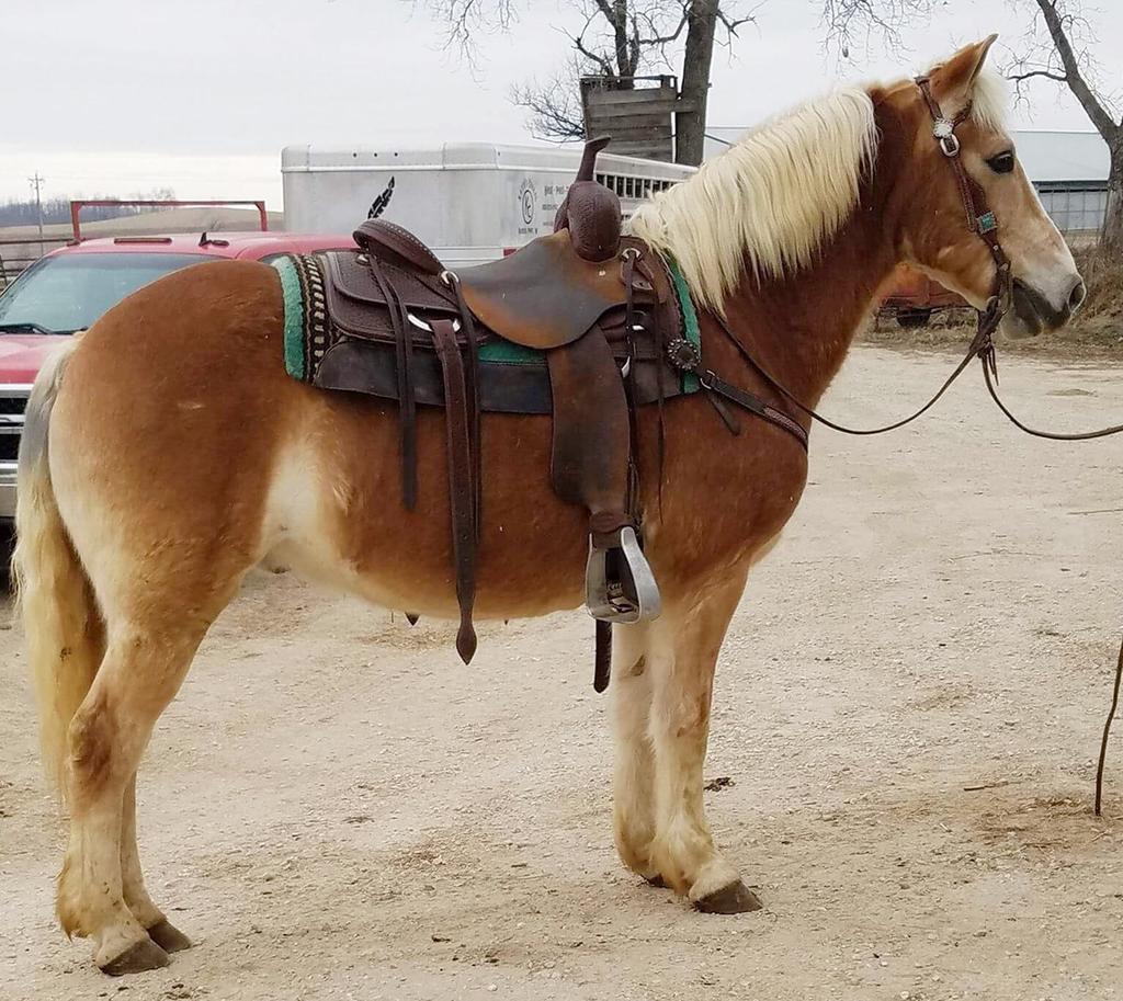 GRANGER Palomino Grade Draft/Haflinger Gelding 06 A big Haflinger gelding that everyone can ride. He is very well broke, safe to drive and has been an older couples trail horse.