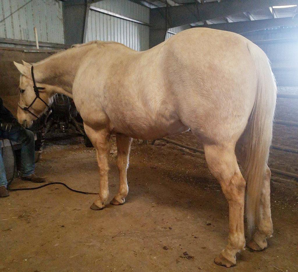 LEE PLAY FOX 4913783 Palomino QH Gelding 06 A Skip For Sure Valiant Roxanne Heza Fox Valiant Play Fox is a beautiful dappled, Incentive Fund palomino that stands 15.1 hands, full bodied gelding.