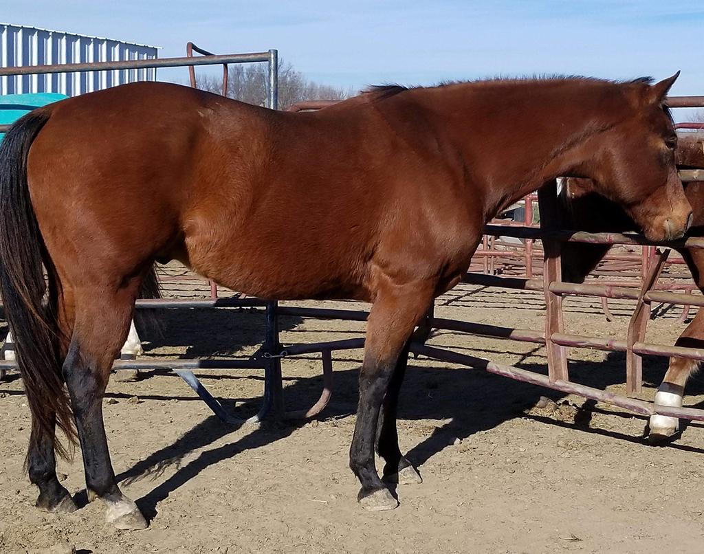 ZIPPOS GOOD RANGER 5169624 Bay QH Gelding 08 The Good Ranger Lady Bays Promotion Zippos Mr Good Bar Promote This Chip An excellent western/ranch, and pleasure horse that anyone can ride and show.