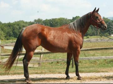 If he is anything like his yearling full sister, you will have an excellent horse.