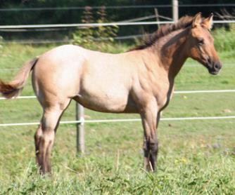 11 JANA MUSIC IN MOTION AQHA #5674963 Dun Roan Filly - Foaled May 11, 2015 JP Henry Hancock Red Mesa Half Hitch Red Nancy Hancock Snipper Music Pats Kitty Quick This filly is one of our top foals of