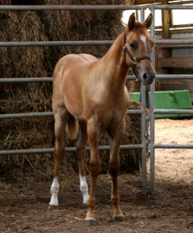 13 JANA ACES N JACKS AQHA #5673540 Red Dun Colt - Foaled April 14, 2015 OT Seven Come Eleven Tee J Queen Cindi Tee J Royal Cindi This colt's sire gave him athleticism