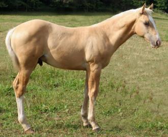 21 JANA TEQUILLA GOLD AQHA #5667016 Palomino Colt - Foaled April 12, 2015 Freckles Gold Badge Jana Sugar N Cream Miss Smokey Bego This colt is the other contender for the top foal of the 2015 crop.