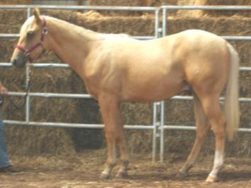 All these characteristics are necessary to be a quality ranch-versatility horse. We think he is a stallion prospect. With his color and conformation, he sure has eye appeal.