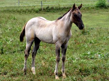 27 JANA SOXI LADY AQHA #5672887 Grullo Roan Filly - Foaled May 21, 2015 Hopies Flower Tommy Sox Four Just A Bit of Flit This very pretty grullo filly is one of Tommy Sox's last foals for us.