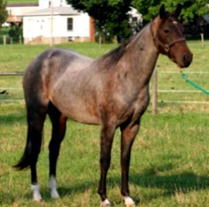 The filly s dam, Tommy Sox Four, is sired by Hopies Flower, superior halter and ROM in performance and out of a Flit Bar/ Bar Flit cross. She is bred to have great success running the barrels.