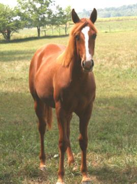 His pedigree brings together 2 great roping horse sires, Blue Fox Hancock and Smokey Duster Too. This horse can do it.